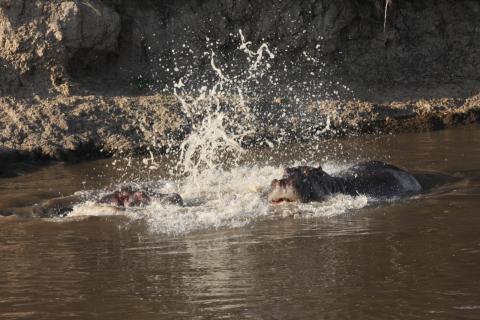 mara field season hippo conflict pool
